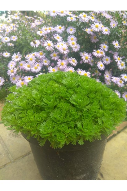 Ломикамінь Арендса - 3л/вис.5-10см/Ø15-20см